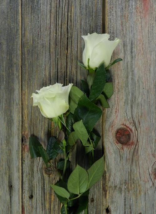 MONDIAL  WHITE ROSE